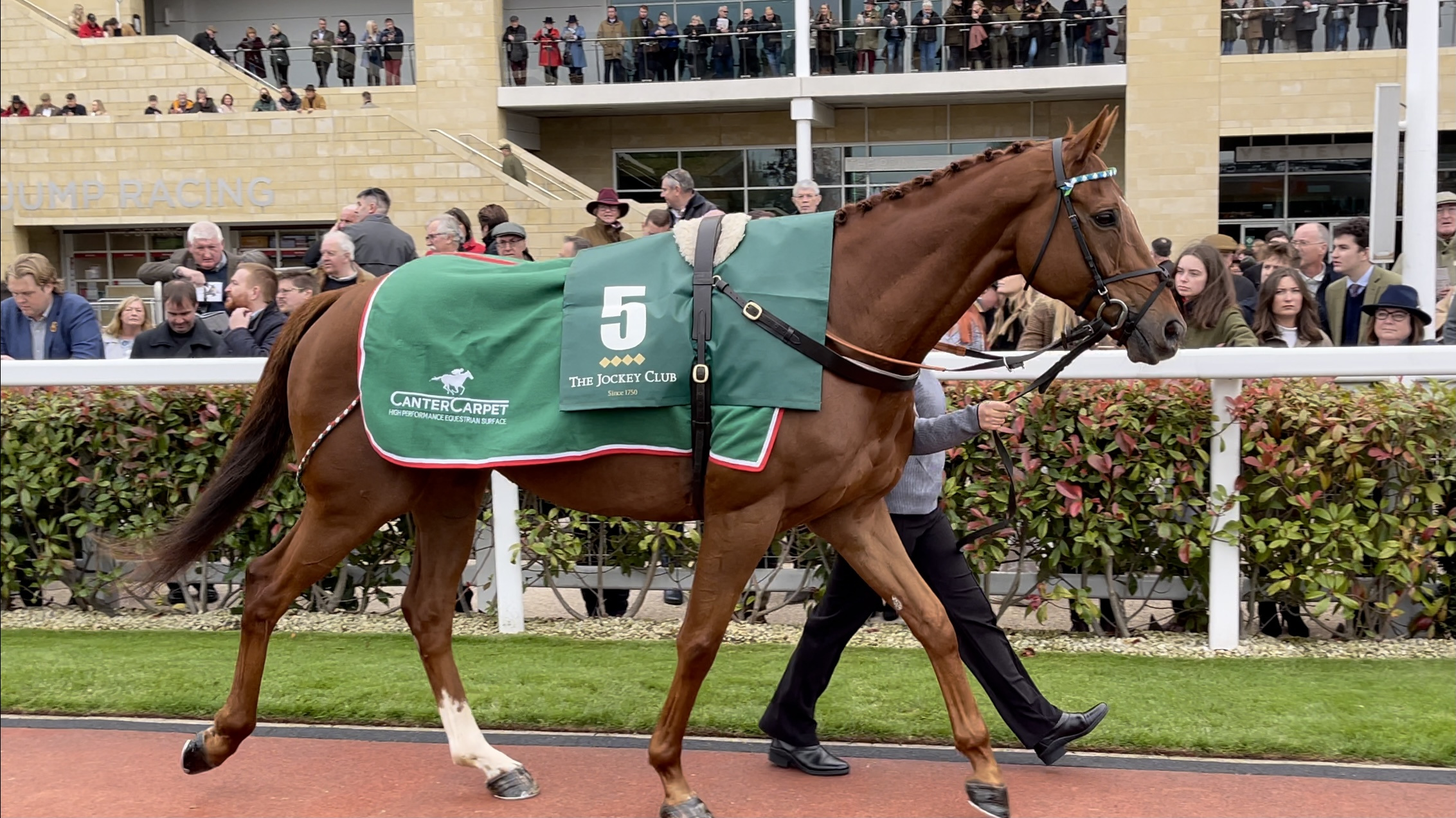Before Midnight looking stunning ahead of victory at Cheltenham
